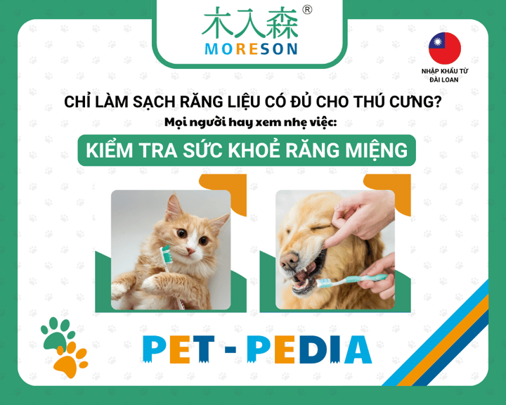 Chỉ làm sạch răng liệu có đủ cho Thú Cưng? 3 bước kiểm tra sức khỏe răng miệng cho Chó và Mèo mà chủ nuôi cần biết!