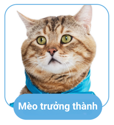 mèo trưởng thành