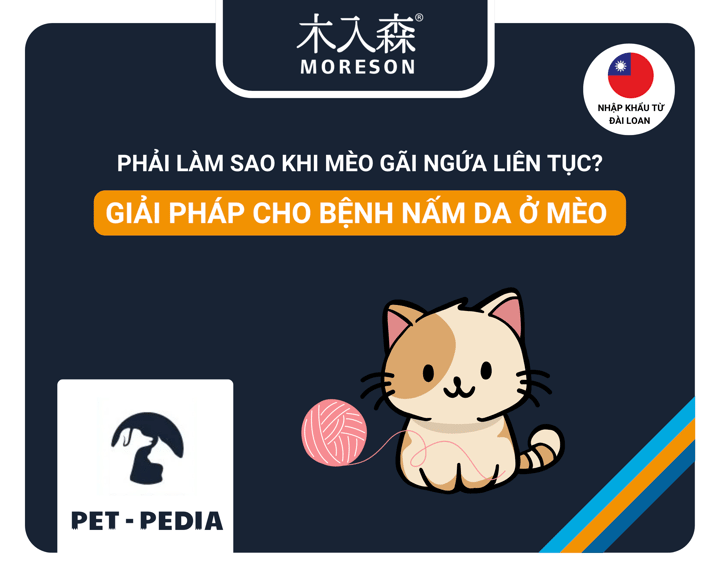 Vì sao Boss nhà bạn lại gãi ngứa liên tục? Giải pháp toàn diện cho bệnh nấm da ở Mèo