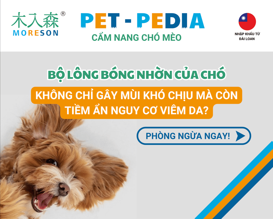 Chó của bạn có da dầu và mùi hôi khó chịu? Tìm hiểu ngay về “Viêm Da Tiết Bã” để giữ cho da và lông của Thú cưng luôn khỏe mạnh!