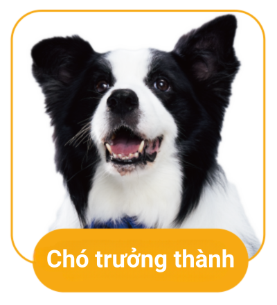 chó trưởng thành