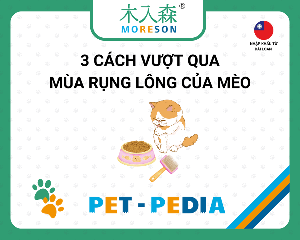 Hễ vuốt ve là Mèo lại rụng lông! Xem ngay 3 cách vượt qua mùa rụng lông của Mèo!