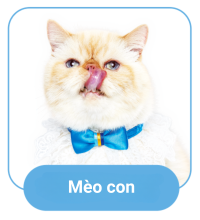 mèo con