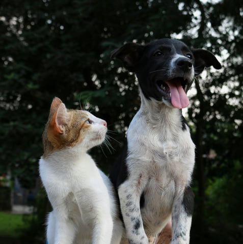 feedbacks-reviews-blogs-for-dog-and-cat-in-moreson-vietnam