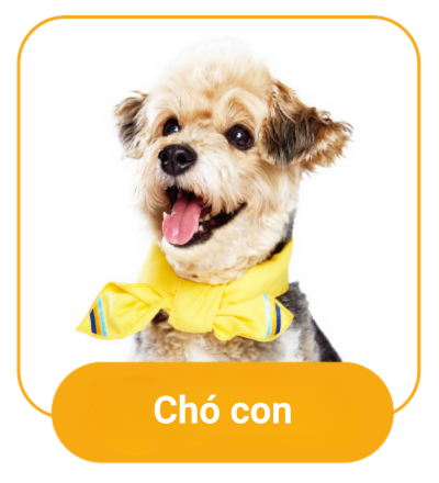 chó con